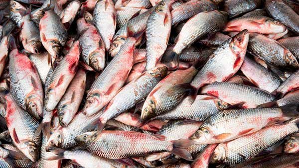 Pescado del Atrato